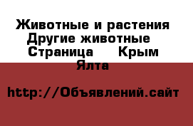 Животные и растения Другие животные - Страница 3 . Крым,Ялта